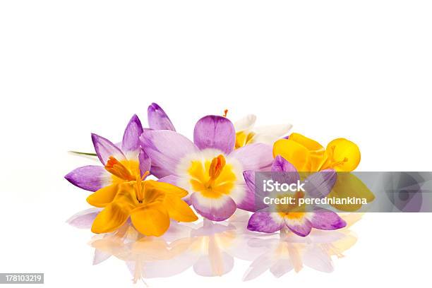 Crocuses - Fotografias de stock e mais imagens de Beleza - Beleza, Botão - Estágio de flora, Bouquet