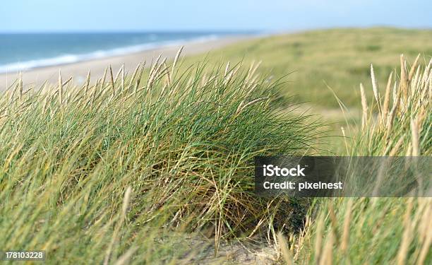 In The Dunes Stock Photo - Download Image Now - Absence, Beach, Blue