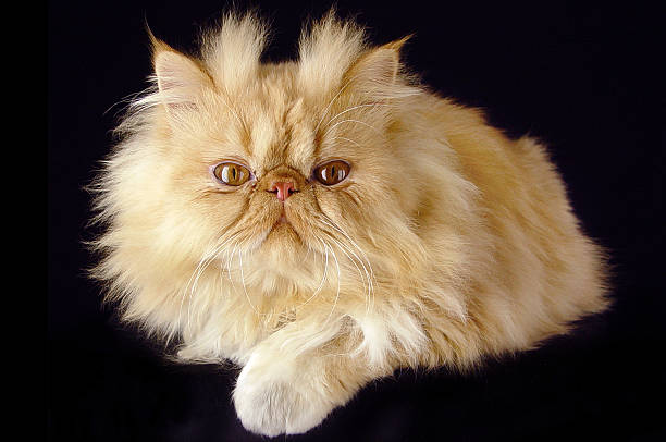 istock Ginger Persian male cat photo 178103674