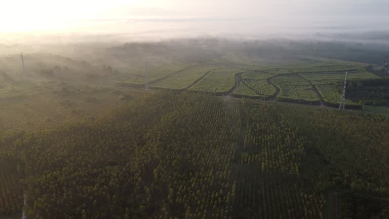 Aerial view of tropical forest and fields with fog in early morning. Colorful landscape with woods in fog, sunbeams, sky, forest in winter morning.