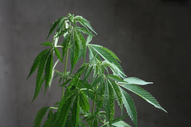 istock plant medical cannabis . marijuana hemp home growing 1781042855