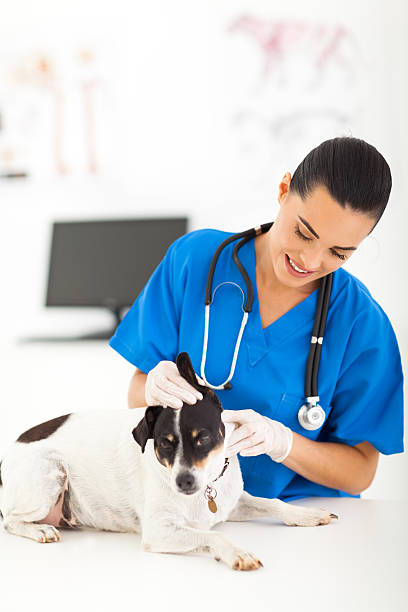 istock female veterinarian checking dog ear 178104386