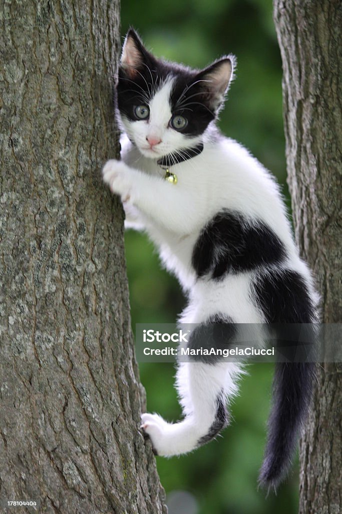 puppy cat tarzan - Royalty-free Huiskat Stockfoto