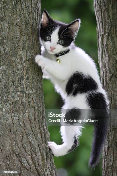 Puppy Cat Tarzan Stockfoto en meer beelden van Huiskat - Huiskat, Boom, Buitenopname