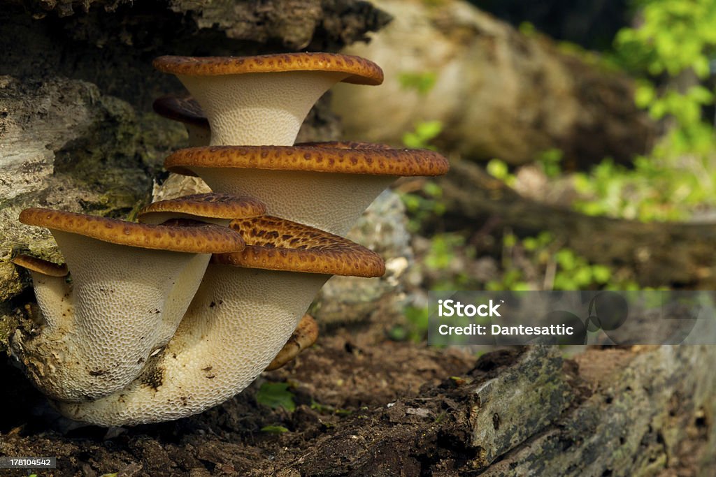 Dryaden-den Sattel - Lizenzfrei Dunkel Stock-Foto