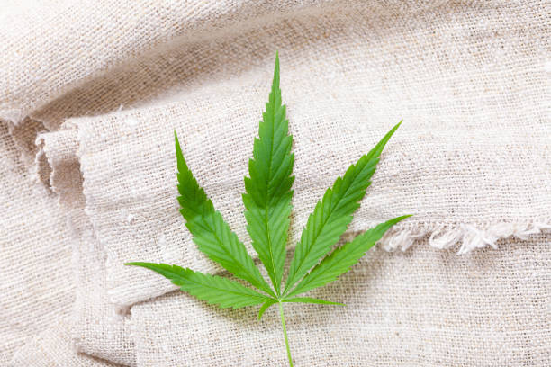 istock natural hemp coarse fabric and fresh cannabis leaf 1781045856
