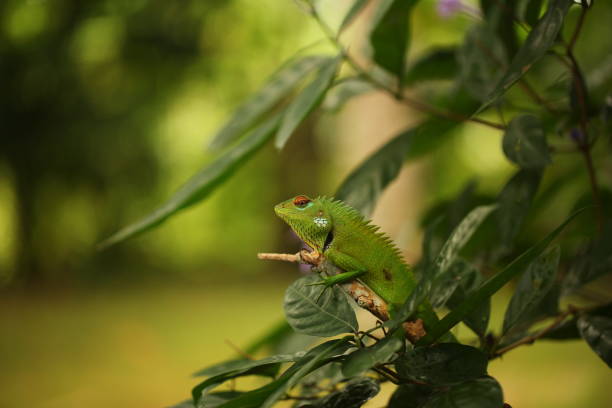 istock chameleon sitting on a tree branch in a tropical garden 1781045866