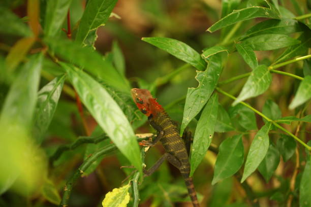 istock chameleon sitting on a tree branch in a tropical garden 1781045877