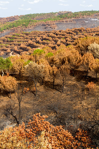 permanece de um incêndio florestal - pine tree imagens e fotografias de stock