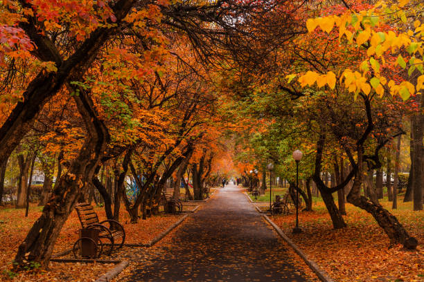 istock City boulevard on a cloudy day with autumn trees 1781050079