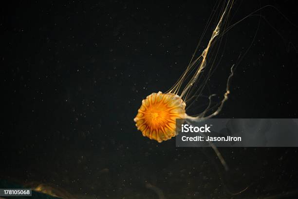 Peixe Laranja Gelatina - Fotografias de stock e mais imagens de Amarelo - Amarelo, Assustador, Ciência