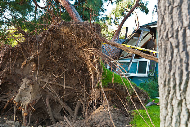 istock Tree Assasin destroys home 178105324