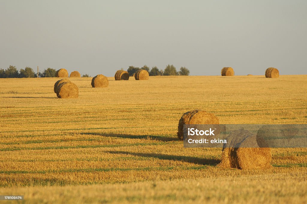 O verão - Foto de stock de Agricultura royalty-free