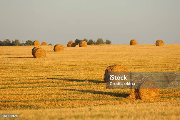Foto de O Verão e mais fotos de stock de Agricultura - Agricultura, Ajardinado, Amarelo