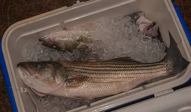 "These striped bass in an ice chest were caught in Lake Murray at Lexington, South Carolina. The largest bass shown here was 26 inches long and weighed six and a half pounds."