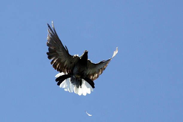 istock Dove in the air 178105814