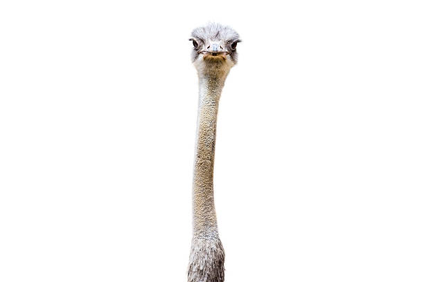 Ostrich Head and Neck Isolated Ostrich on White Background. Funny and cute. Long neck. fat ugly face stock pictures, royalty-free photos & images