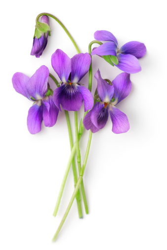 Five flowers of Viola odorata isolated over white background.