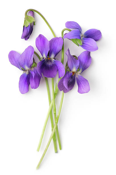 Bunch of Violets stock photo