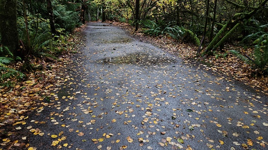 Flat walking trail covered by fallen leaves in a forest on a rainy day