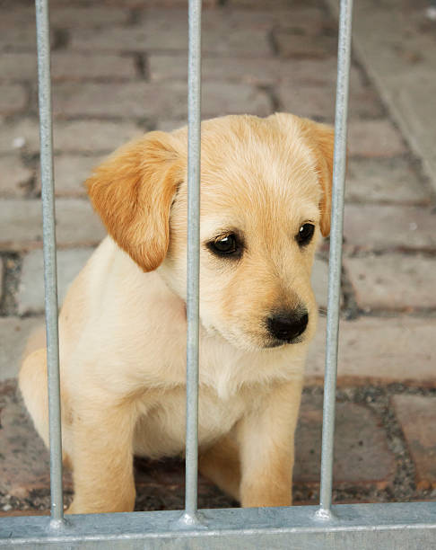 istock Cute baby dog,puppy in a cage 178106127