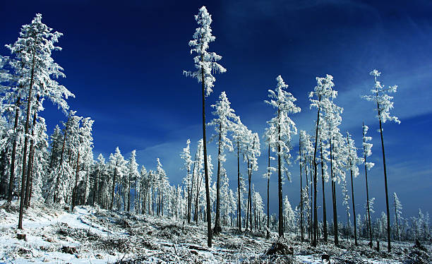 Winter trees in forest, High Tatras mountains