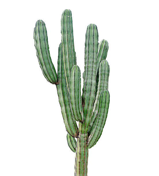 cactus - cactus foto e immagini stock