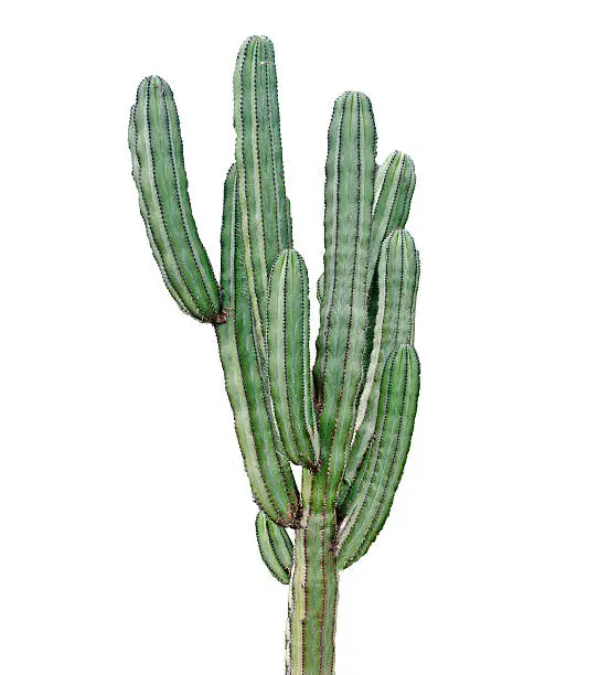 Photo of Cactus