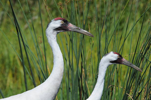 Whooping Crane Pair Pair of the endangered whooping cranes walking through the reeds in a marsh. whooping cranes pics stock pictures, royalty-free photos & images