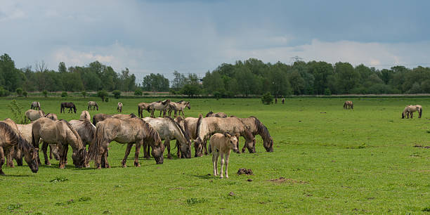 istock Herd of Konik horses in a field 178106591