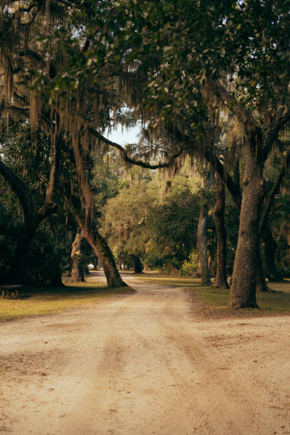 trilha na ilha cumberland - cumberland island georgia island history - fotografias e filmes do acervo