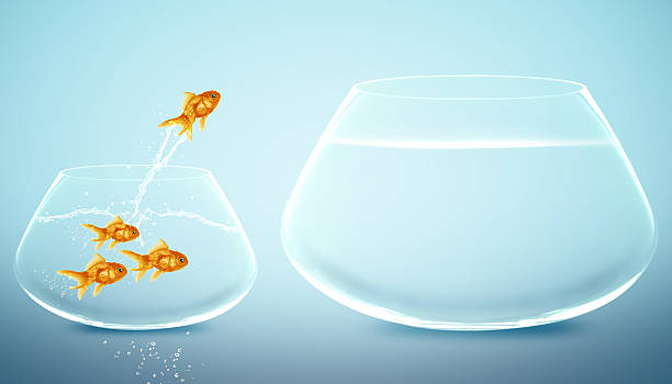 istock Goldfish jumps from smaller bowl to bigger bowl 178107027