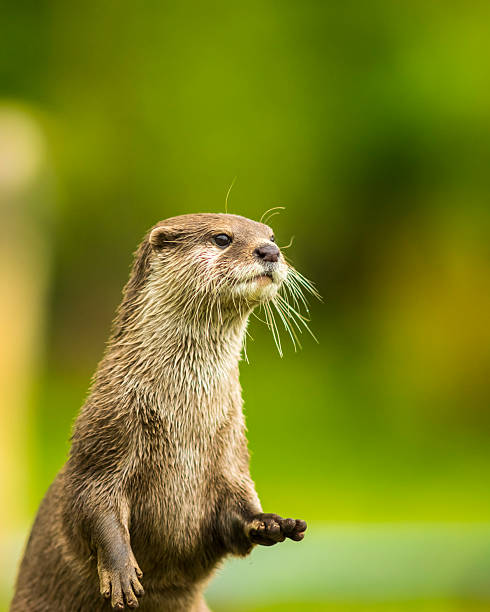 oriental curta clawed lontra: aonyx cinerea - oriental short clawed otter - fotografias e filmes do acervo