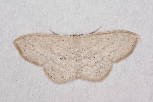 white-motte - moth silk moth night lepidoptera stock-fotos und bilder