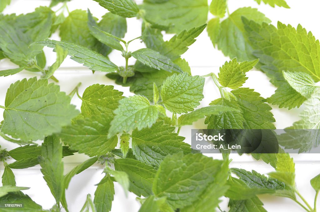 Wild Nettle-Urtica dioica - Foto de stock de Amimar royalty-free