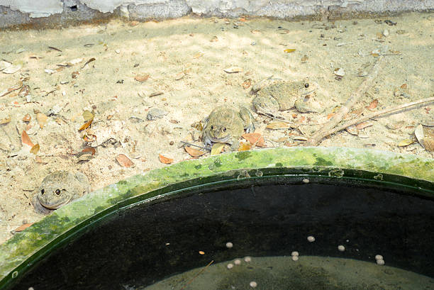 istock frogs in the farm 178108058