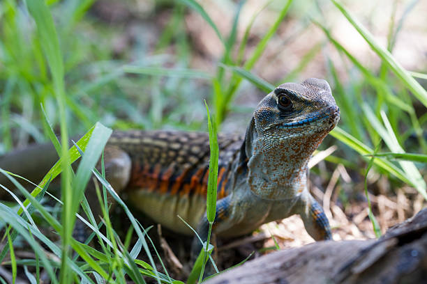 istock Common butterfly lizard at Huai Kha Khaeng wildlife sanctuary 178108309