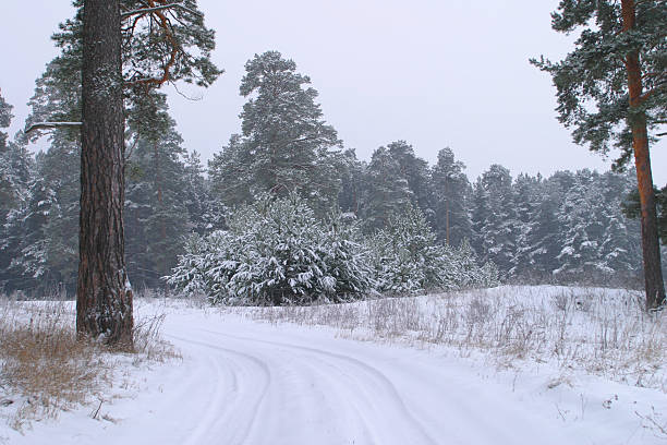istock Winter road in the forest 178108348