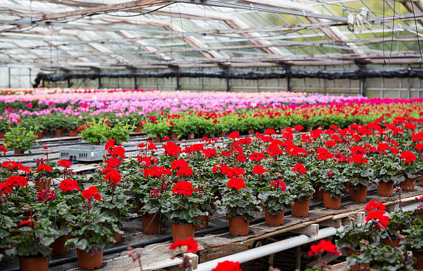 istock Greenhouse with blooming geranium flowers 178108416