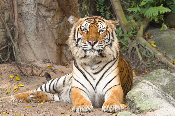 istock Portrait of Bengal tiger 178109084