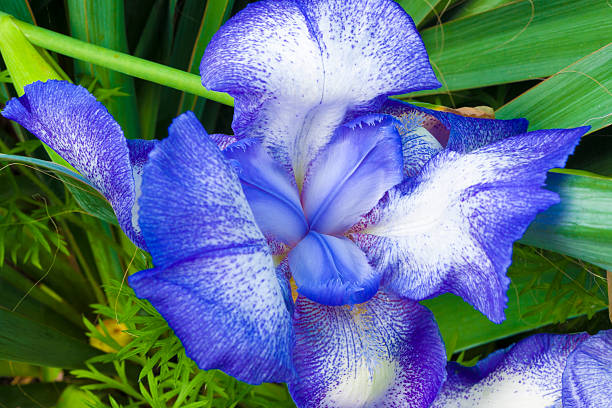 Blu fiore primo piano - foto stock