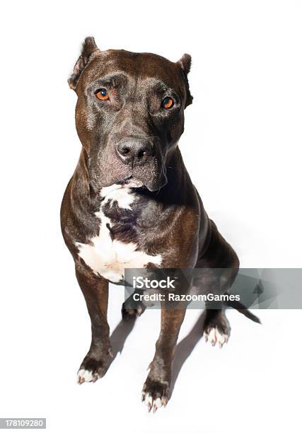 Cão Bonito - Fotografias de stock e mais imagens de Figura para recortar - Figura para recortar, Agente de segurança, American Staffordshire Terrier