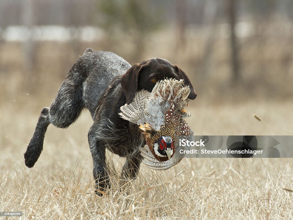 Apportierhund mit Fasane - Lizenzfrei Fasan Stock-Foto