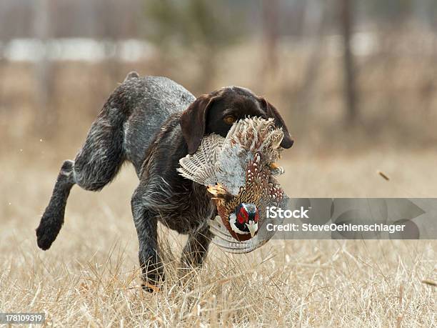 Apportierhund Mit Fasane Stockfoto und mehr Bilder von Fasan - Fasan, Apportierhund, Hund