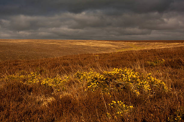 All Alone, Exmoor 2013 stock photo