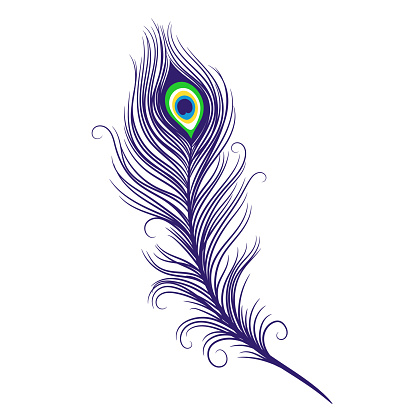 Peacock feathers on a white background. Vector Illustration