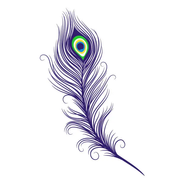 Vector illustration of Peacock feathers on a white background