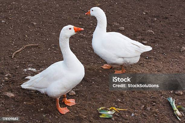 Brancos Gansos Domésticos Animais De Quinta - Fotografias de stock e mais imagens de Agricultura - Agricultura, Anatidae, Animal