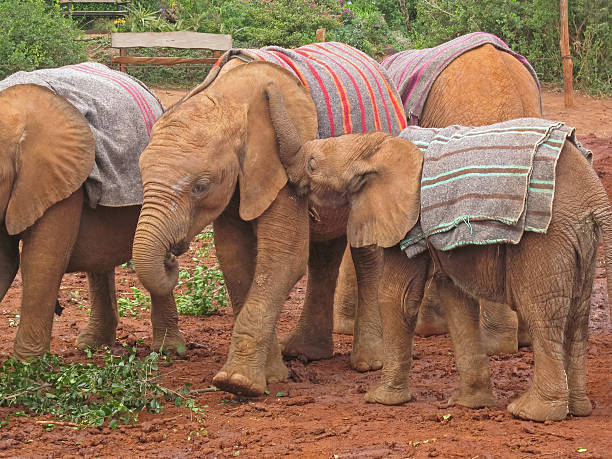 istock Baby elephants covered with horsecloth stand closely 178109774