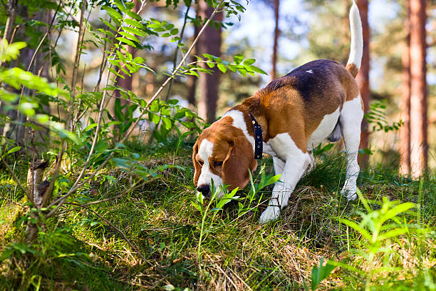 beagle in forest stock photo
